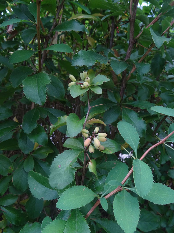 Berberis vulgaris - Berberidaceae: Crespino comune